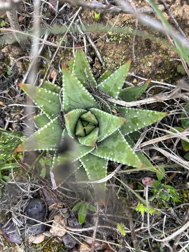 Image of Tulista Marginata (Tulista marginata) by (c) Christina, some rights reserved (CC BY)