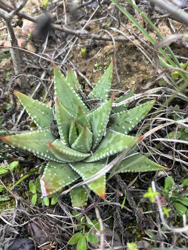 Image of Tulista Marginata (Tulista marginata) by (c) Christina, some rights reserved (CC BY)