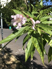 × chitalpa tashkentensis