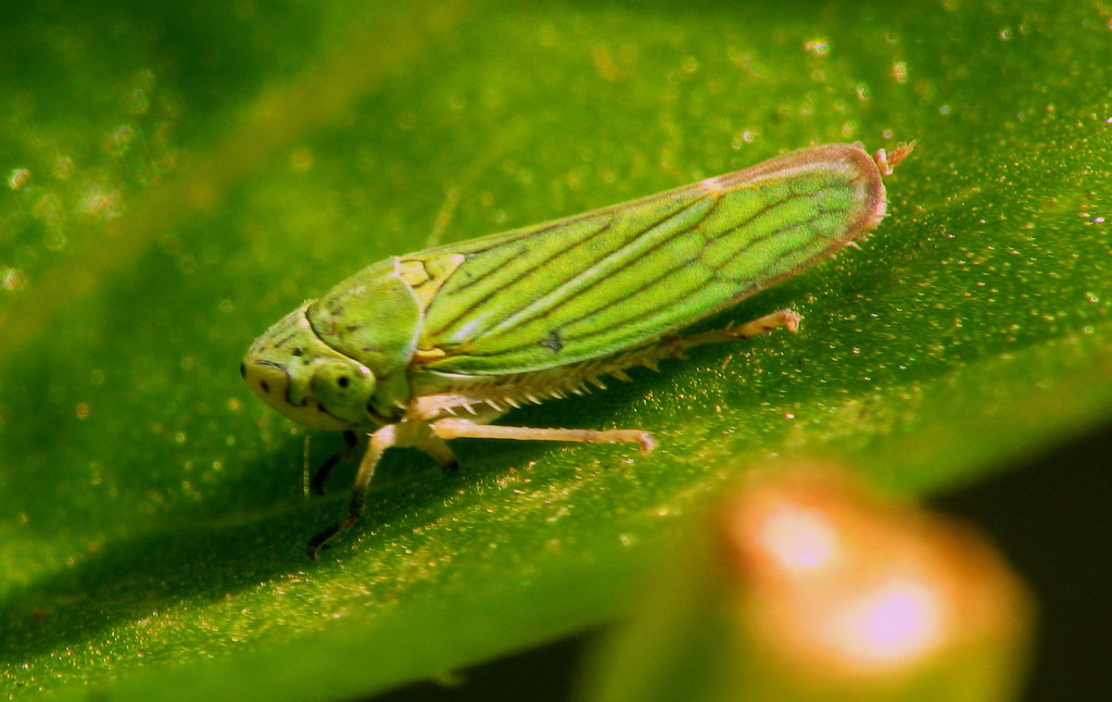 Graphocephala cythura