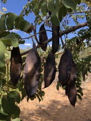 Xeroderris stuhlmannii