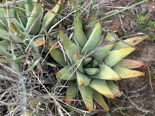 Tulista marginata