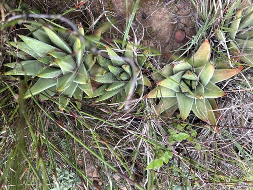 Tulista marginata