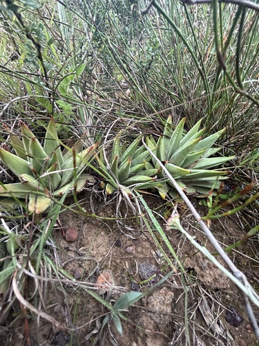 Tulista marginata
