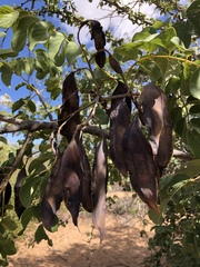 Xeroderris stuhlmannii