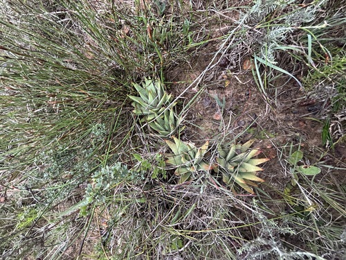 Tulista marginata