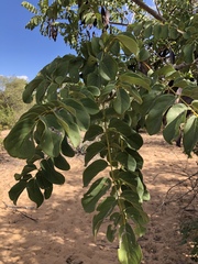 Xeroderris stuhlmannii