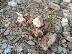 Oxalis ericifolia
