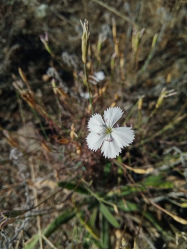Dianthus ramosissimus (Dianthus ramosissimus)