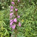 Lobelia davidii