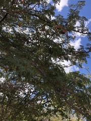 Albizia forbesii