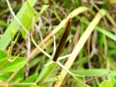 Ruellia geminiflora