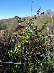 Asparagus multituberosus