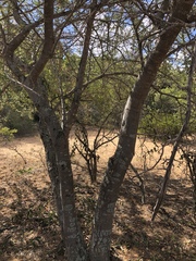 Albizia forbesii