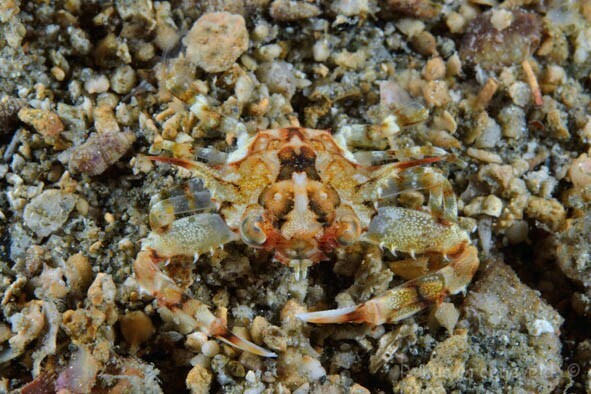 Xiphonectes macrophthalmus