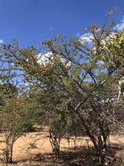 Albizia forbesii
