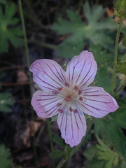 Geranium californicum