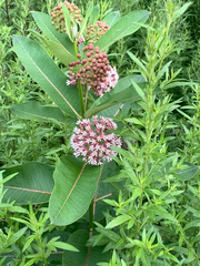 Asclepias syriaca
