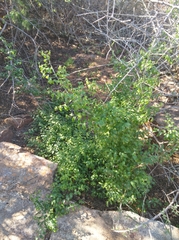 Asparagus multituberosus