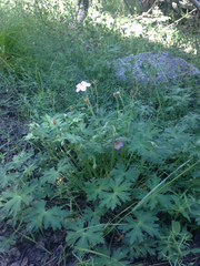 Geranium californicum