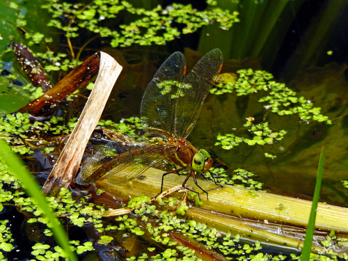 Rudasis laumžirgis nuotrauka