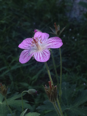 Geranium californicum