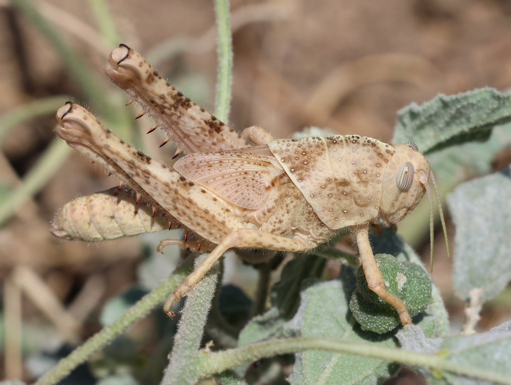 Acanthacris ruficornis citrina