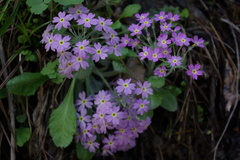Primula farinifolia