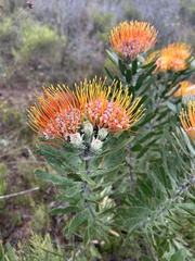 Leucospermum erubescens, photograph (c) Christina, some rights reserved (CC BY)