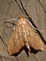 Sericoplaga externalis