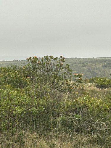 Leucospermum erubescens, photograph 5