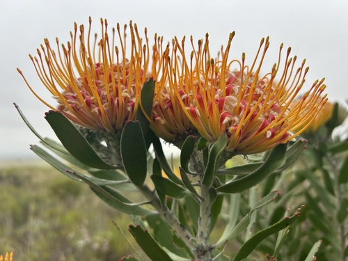Image of Leucospermum erubescens by (c) Christina, some rights reserved (CC BY)
