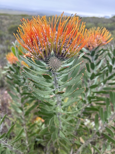 Leucospermum erubescens, photograph 6