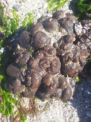 Pyura stolonifera