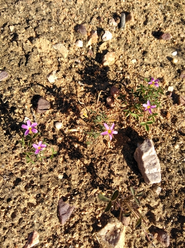 Oxalis aridicola (Oxalis aridicola)