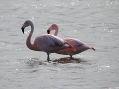 Phoenicopterus chilensis