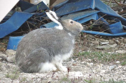 Arctic Hare