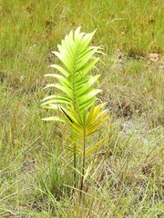 Zamia prasina