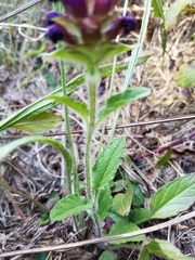 Prunella vulgaris lanceolata