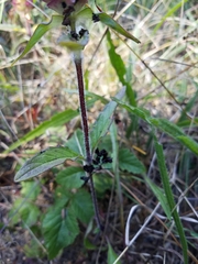 Prunella vulgaris lanceolata