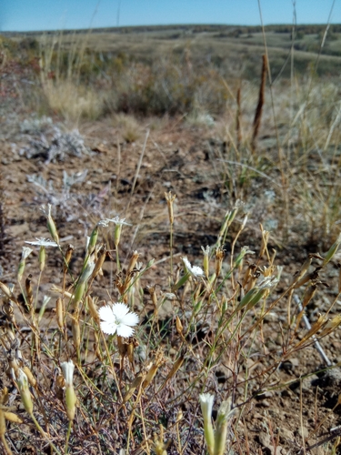 Dianthus ramosissimus (Dianthus ramosissimus)