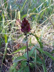 Prunella vulgaris lanceolata