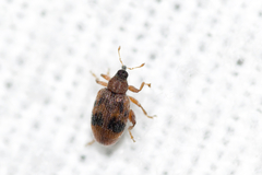 Orchestes steppensis