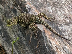 Sceloporus taeniocnemis