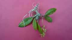 Notylia pubescens