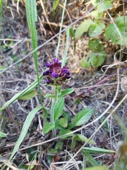 Prunella vulgaris lanceolata