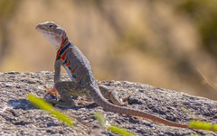 Crotaphytus nebrius