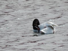 Cygnus melancoryphus