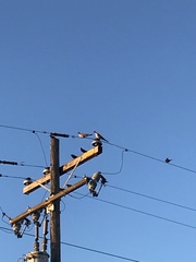 Streptopelia decaocto