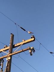 Streptopelia decaocto